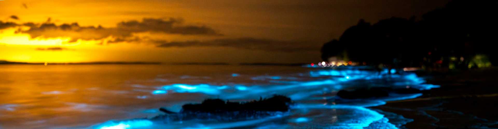 bioluminescent_beach